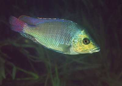 Protomelas kirkii 'Mvunguti'